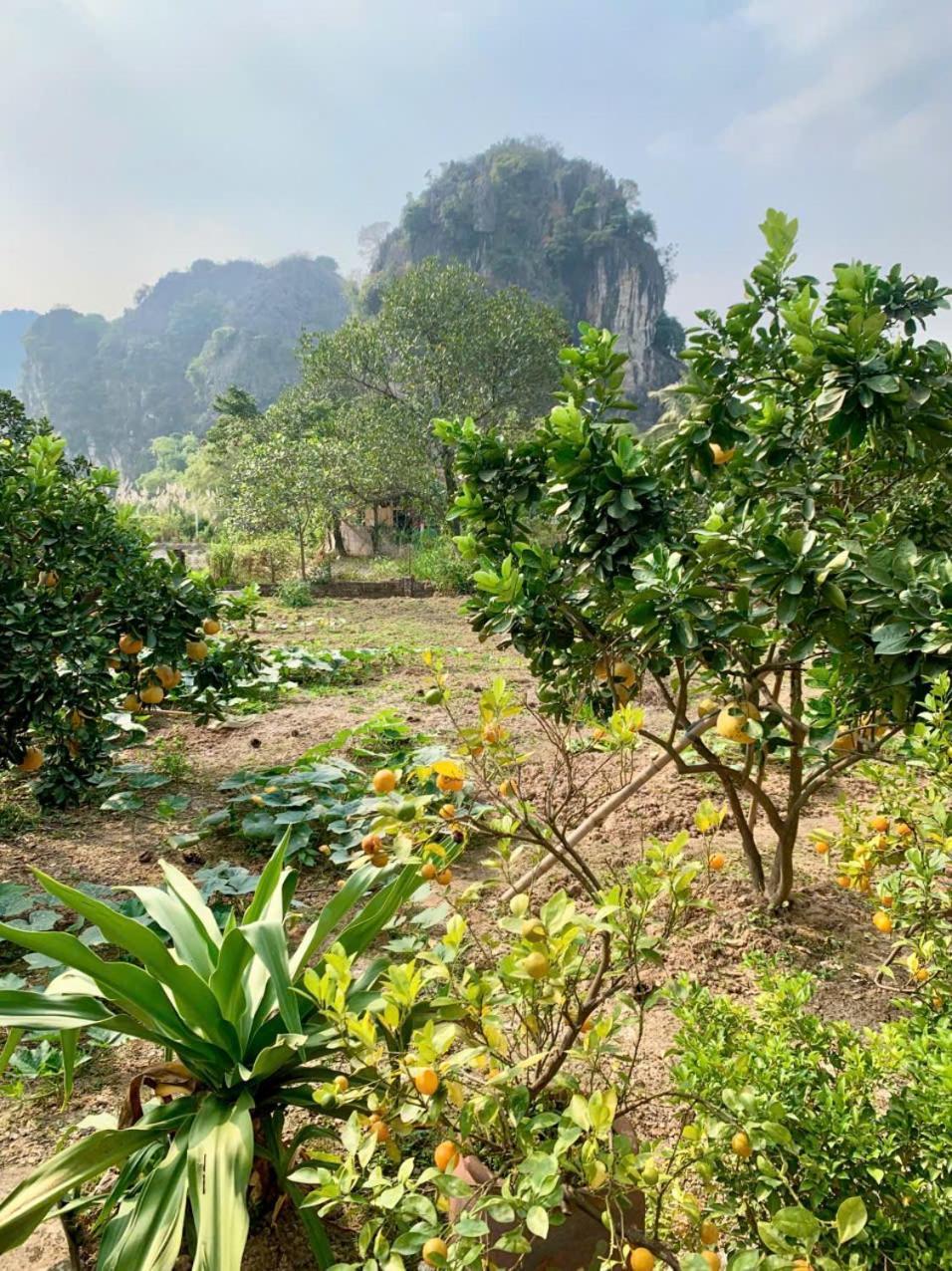 Blue Garden Homestay Ninh Binh Eksteriør billede